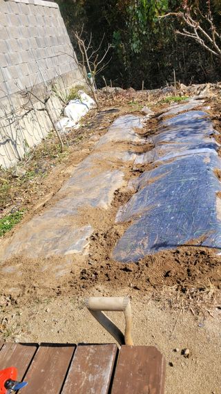 화양초보님의 기타작물 · 영농일지 작성글 사진