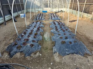 경주농장님의 버섯 · 영농일지 작성글 사진