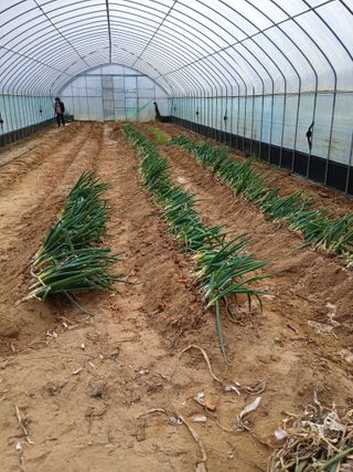 고추농사님의 파 · 영농일지 작성글 사진