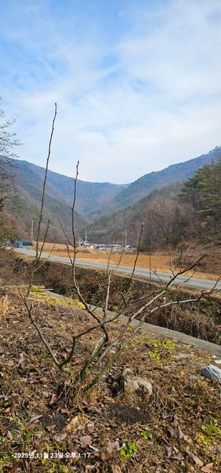 장용선 사진작가농부님의 기타작물 · 영농일지 작성글 사진