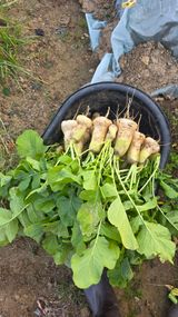 팜모닝 기타작물·영농일지 게시글 이미지