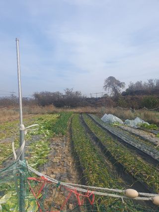 양파12861님의 배추 · 영농일지 작성글 사진