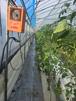 김호진님의 토마토 · 영농일지 작성글 사진