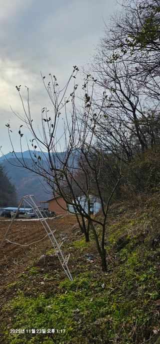장용선 사진작가농부님의 기타작물 · 영농일지 작성글 사진