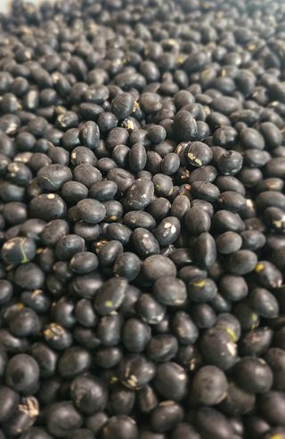 5도2촌님의 콩 · 영농일지 작성글 사진