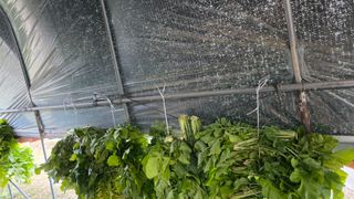 가야산아래촌농님의 기타작물 · 영농일지 작성글 사진