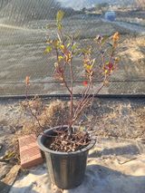 팜모닝 블루베리·영농일지 게시글 이미지