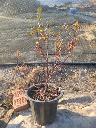 박치문님의 블루베리 · 영농일지 작성글 사진