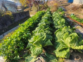 황미순님의 기타작물 · 영농일지 작성글 사진