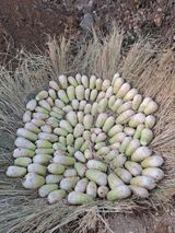 팜모닝 기타작물·영농일지 게시글 이미지