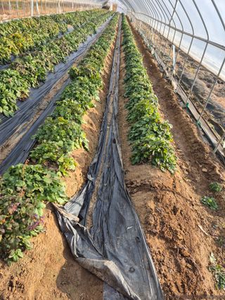 황찬용님의 기타작물 · 영농일지 작성글 사진