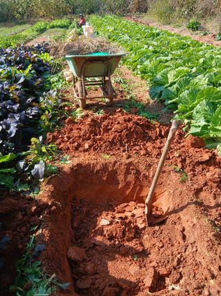 김형수님의 기타작물 · 영농일지 작성글 사진