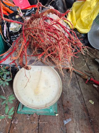 황찬용님의 기타작물 · 영농일지 작성글 사진