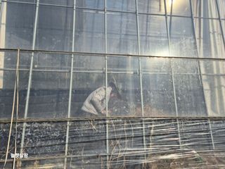 늘햇살팜 님의 기타작물 · 영농일지 작성글 사진