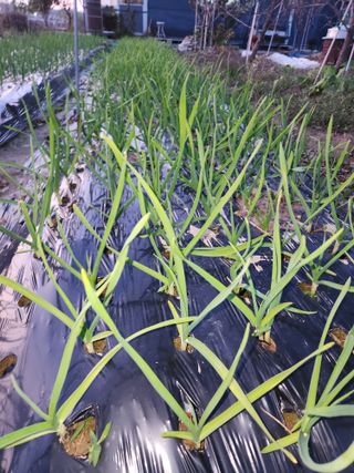 박정하님의 마늘 · 영농일지 작성글 사진