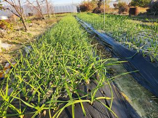 박정하님의 마늘 · 영농일지 작성글 사진