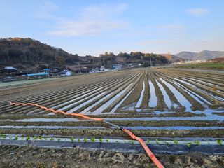 태이린팜님의 시금치 · 영농일지 작성글 사진