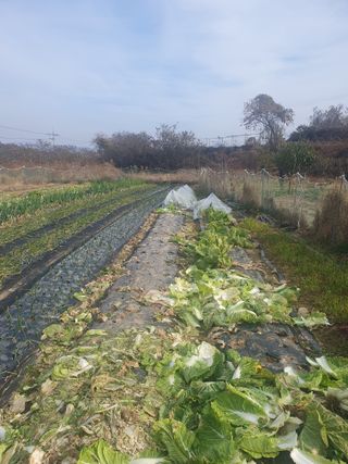 양파12861님의 배추 · 영농일지 작성글 사진