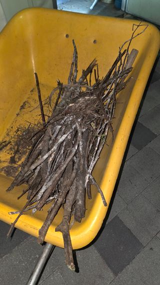 가야산아래촌농님의 기타작물 · 영농일지 작성글 사진