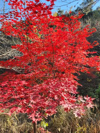 김영옥님의 기타작물 · 영농일지 작성글 사진