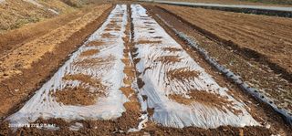 장용선 사진작가농부님의 기타작물 · 영농일지 작성글 사진