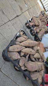 팜모닝 고구마·영농일지 게시글 이미지