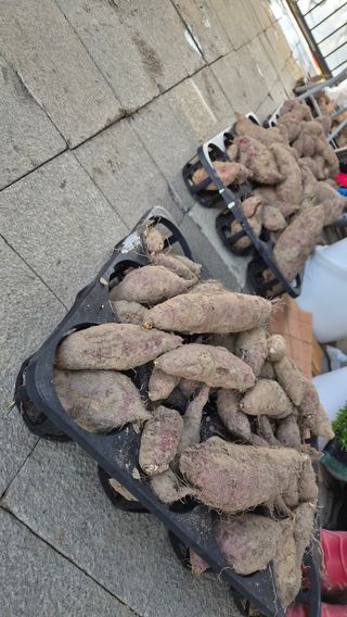 늘푸른 농장주님의 고구마 · 영농일지 작성글 사진