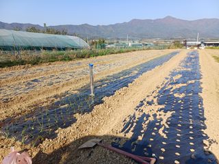 12345우각장당리님의 양파 · 영농일지 작성글 사진