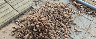 강호지인님의 기타작물 · 영농일지 작성글 사진