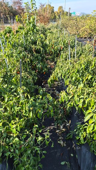 늘푸른 농장주님의 고추 · 영농일지 작성글 사진