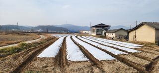 조성현님의 양파 · 영농일지 작성글 사진