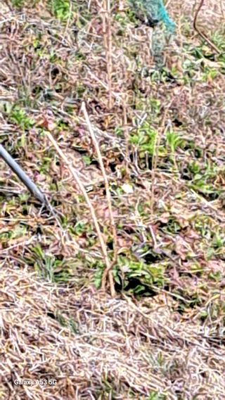 조연만님의 기타작물 · 영농일지 작성글 사진