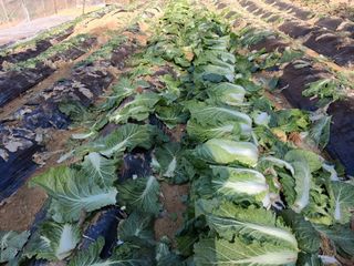 한건택님의 기타작물 · 영농일지 작성글 사진