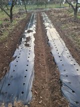 팜모닝 콩·영농일지 게시글 이미지