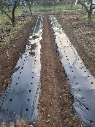 단풍농장님의 콩 · 영농일지 작성글 사진