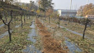 이병희님의 기타작물 · 영농일지 작성글 사진