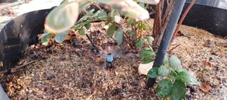 고추22286님의 기타작물 · 영농일지 작성글 사진