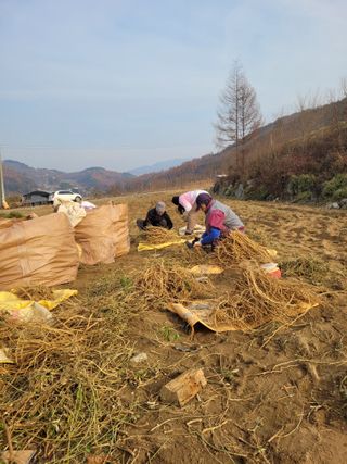 이름유순옥님의 기타작물 · 영농일지 작성글 사진