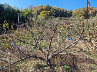 매실향기차향기님의 매실 · 영농일지 작성글 사진