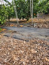 팜모닝 귤·영농일지 게시글 이미지