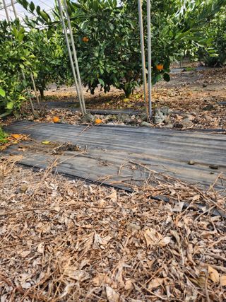 제주온님의 귤 · 영농일지 작성글 사진