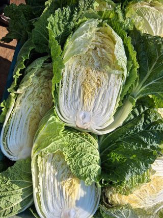 한건택님의 기타작물 · 영농일지 작성글 사진