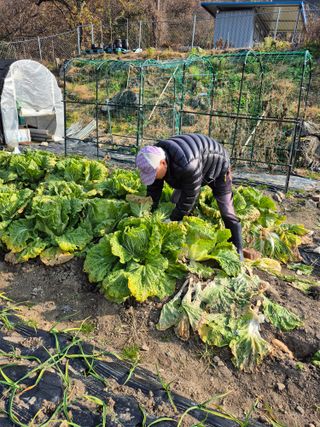 이준영님의 기타작물 · 영농일지 작성글 사진
