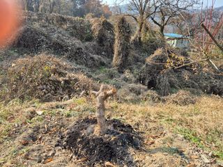 이준영님의 기타작물 · 영농일지 작성글 사진