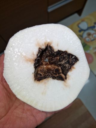 전수희님의 기타작물 · 영농일지 작성글 사진