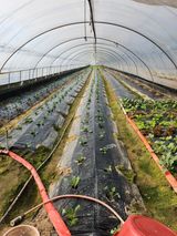 팜모닝 양배추·영농일지 게시글 이미지