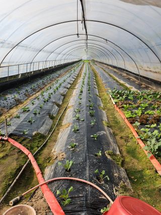 농촌사랑 논산사랑님의 양배추 · 영농일지 작성글 사진