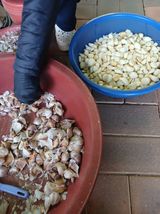 팜모닝 기타작물·영농일지 게시글 이미지