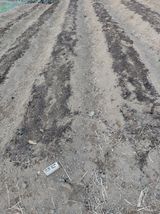 팜모닝 감자·영농일지 게시글 이미지