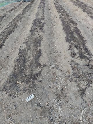 정보센터님의 감자 · 영농일지 작성글 사진